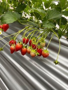 いのさんの観光農園に投稿された画像（2021/1/23）