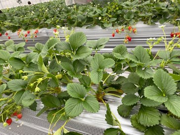 いのさんの観光農園に投稿された画像（2021/1/23）