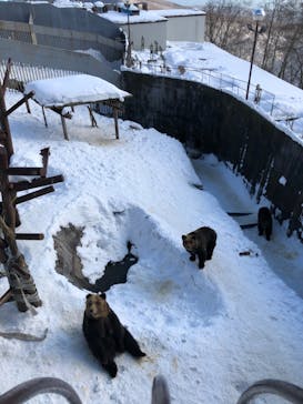 のぼりべつクマ牧場に投稿された画像（2021/1/23）