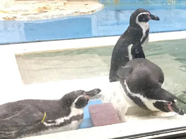 天王寺動物園に投稿された画像（2021/1/23）