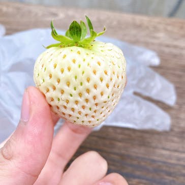 井上寅雄農園に投稿された画像（2021/1/23）