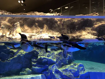 すみだ水族館に投稿された画像（2021/1/24）
