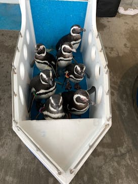 大分マリーンパレス水族館 「うみたまご」に投稿された画像（2021/1/24）