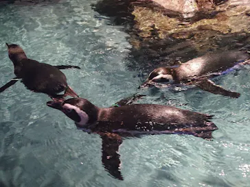 すみだ水族館に投稿された画像（2021/1/24）