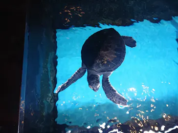 すみだ水族館に投稿された画像（2021/1/24）