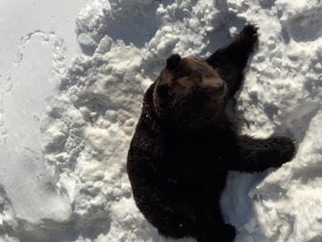 のぼりべつクマ牧場に投稿された画像（2021/1/24）