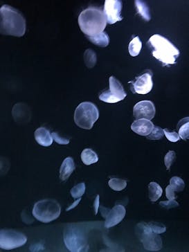 サンシャイン水族館に投稿された画像（2021/1/24）