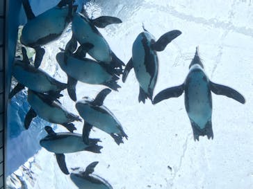 サンシャイン水族館に投稿された画像（2021/1/24）