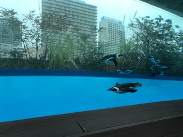 サンシャイン水族館に投稿された画像（2021/1/24）