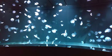 サンシャイン水族館に投稿された画像（2021/1/24）