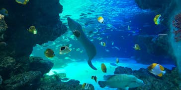 サンシャイン水族館に投稿された画像（2021/1/24）