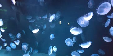 サンシャイン水族館に投稿された画像（2021/1/24）