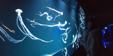 サンシャイン水族館に投稿された画像（2021/1/24）