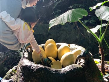 御菓子御殿　名護店　やんばる亜熱帯の森DINO恐竜PARKに投稿された画像（2021/1/24）