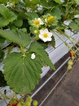 伊賀の里モクモク手づくりファームに投稿された画像（2021/1/24）