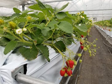 伊賀の里モクモク手づくりファームに投稿された画像（2021/1/24）