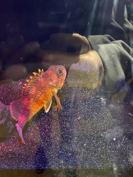 しながわ水族館に投稿された画像（2021/1/25）