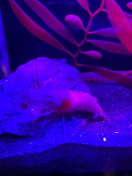 しながわ水族館に投稿された画像（2021/1/25）