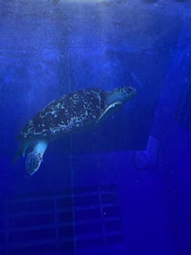しながわ水族館に投稿された画像（2021/1/25）