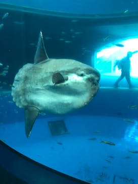 横浜・八景島シーパラダイスに投稿された画像（2021/1/25）