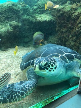 横浜・八景島シーパラダイスに投稿された画像（2021/1/25）