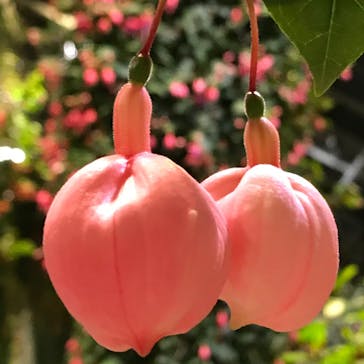 なばなの里に投稿された画像（2021/1/25）