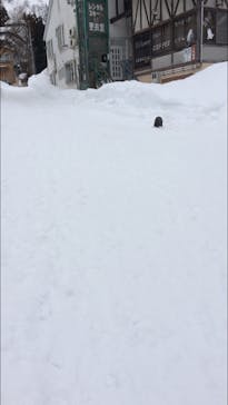 石打丸山スキー場 / ザ・ヴェランダ石打丸山に投稿された画像（2021/1/25）