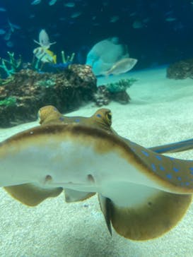 サンシャイン水族館に投稿された画像（2021/1/26）