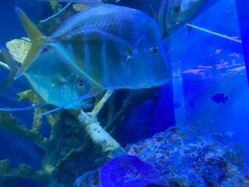 サンシャイン水族館に投稿された画像（2021/1/26）