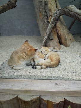 神戸どうぶつ王国に投稿された画像（2021/1/26）