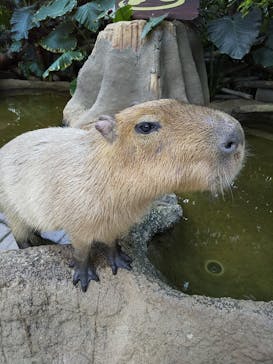 神戸どうぶつ王国に投稿された画像（2021/1/26）