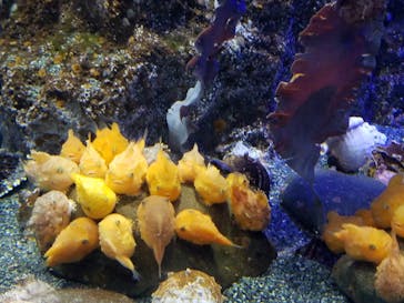 新江ノ島水族館に投稿された画像（2021/1/26）