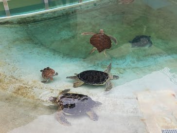 新江ノ島水族館に投稿された画像（2021/1/26）