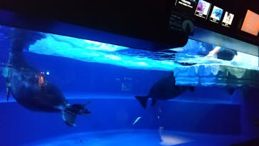 サンシャイン水族館に投稿された画像（2021/1/27）