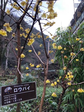 箱根湯本温泉 天成園に投稿された画像（2021/1/27）