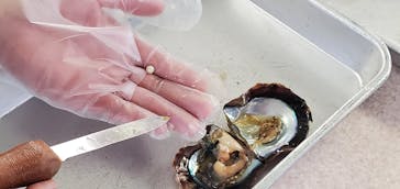 真珠工房 真珠の里に投稿された画像（2021/1/27）