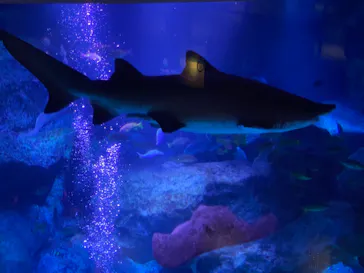 すみだ水族館に投稿された画像（2021/1/29）