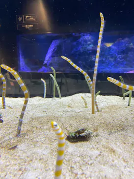 すみだ水族館に投稿された画像（2021/1/29）