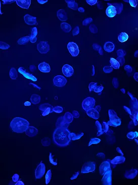 すみだ水族館に投稿された画像（2021/1/29）