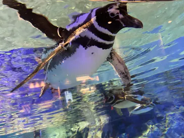 すみだ水族館に投稿された画像（2021/1/29）