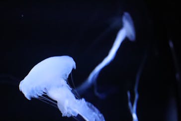 サンシャイン水族館に投稿された画像（2021/1/29）
