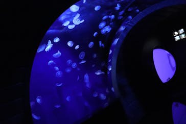 サンシャイン水族館に投稿された画像（2021/1/29）