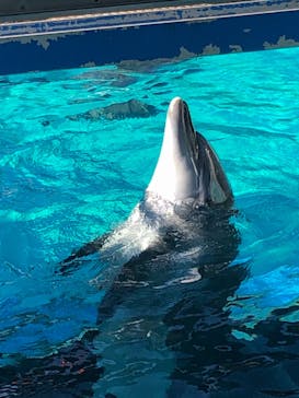 しながわ水族館に投稿された画像（2021/1/30）