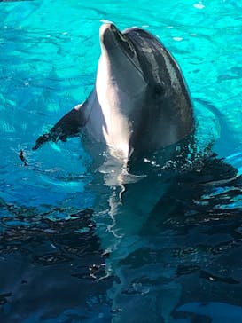 しながわ水族館に投稿された画像（2021/1/30）