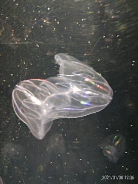 下田海中水族館に投稿された画像（2021/1/30）