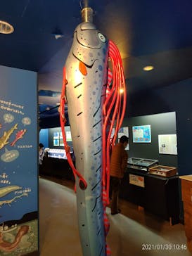 下田海中水族館に投稿された画像（2021/1/30）