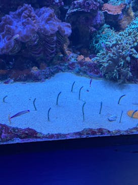 サンシャイン水族館に投稿された画像（2021/1/30）