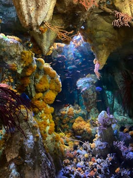 サンシャイン水族館に投稿された画像（2021/1/30）