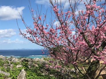 今帰仁城跡に投稿された画像（2021/1/30）