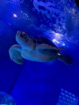 マクセル アクアパーク品川に投稿された画像（2021/1/30）